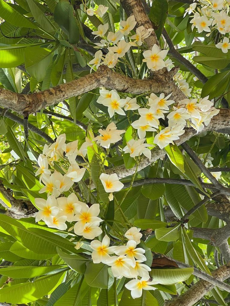 فندق كلوب سيبورن بوتيك هوتل Isla Culebra المظهر الخارجي الصورة